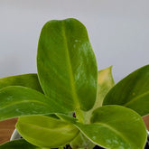 Philodendron Moonlight, with 5.5 inches white decor pot